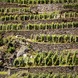 Consorzio di Tutela dei Vini di Valtellina